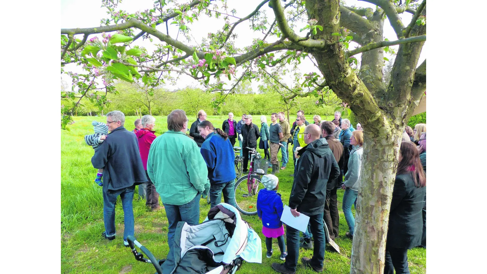 Neues Leben auf der Streuobstwiese (Foto: red)