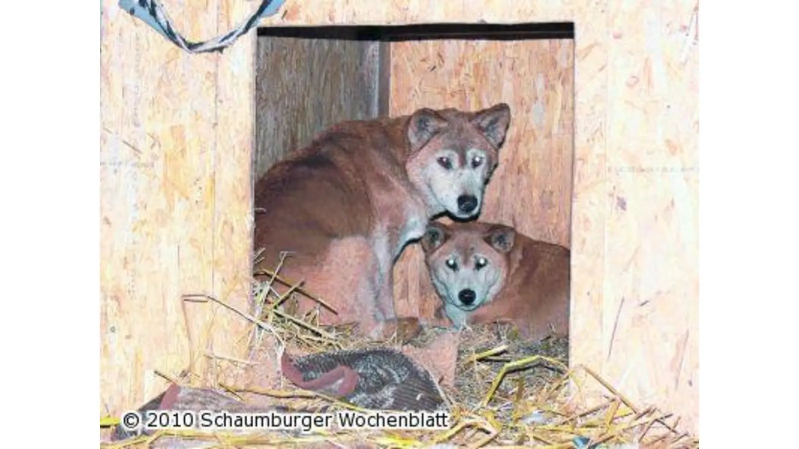 Wildtierstation übernimmt zwei Dingos aus Tierpark (Foto: em)