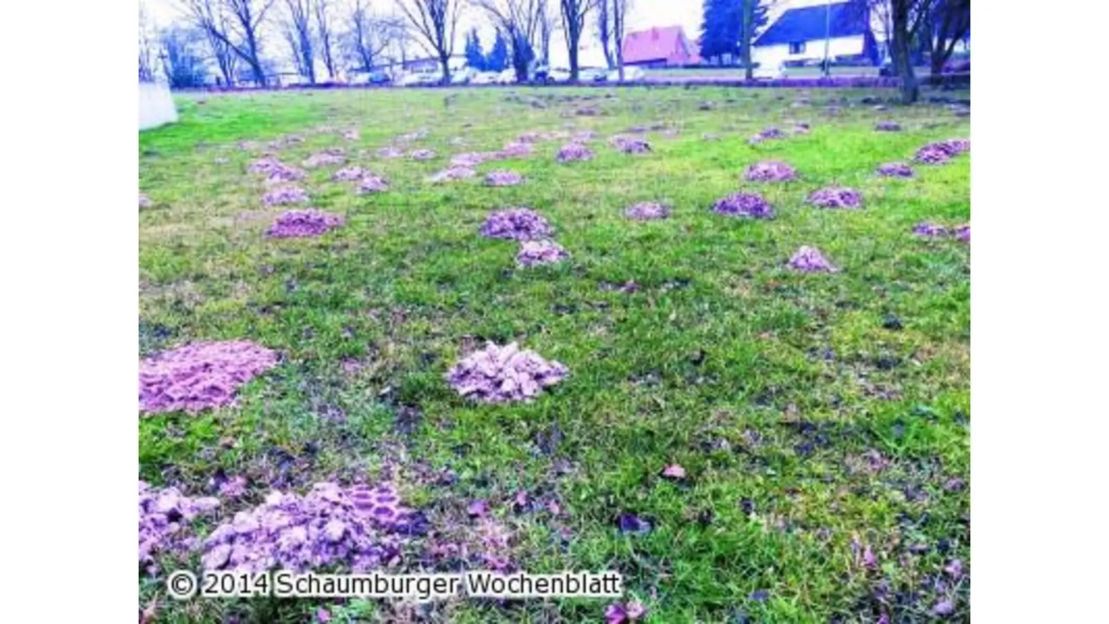 Grüne Wiesen in Maulwurf-Hand (Foto: km)