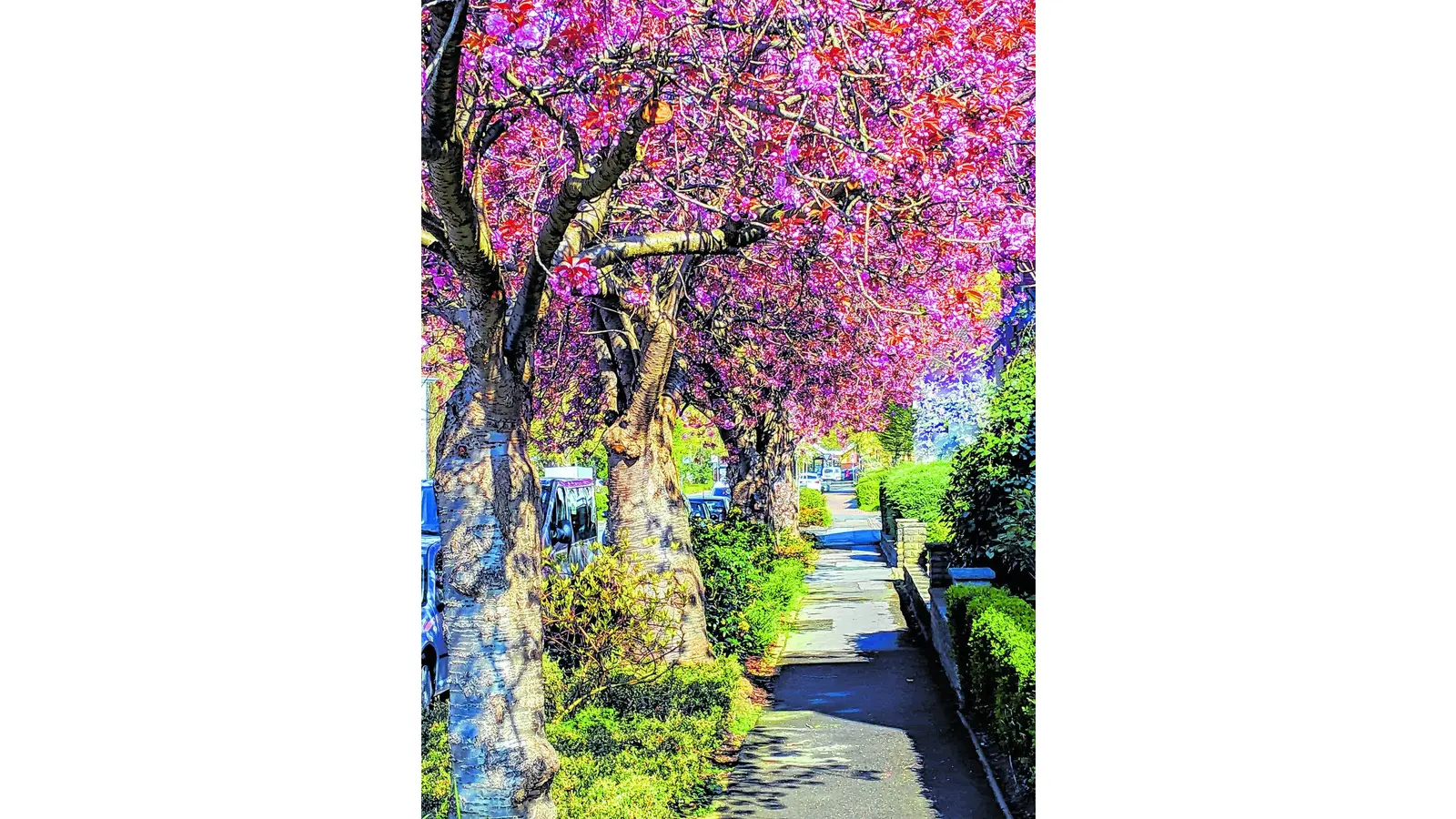 Frühlings-Indikatoren an der Bahnhofsallee (Foto: red)