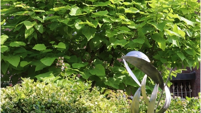 Bei Hermann Kittel im Garten steht ein Blauglockenbaum. (Foto: gi)