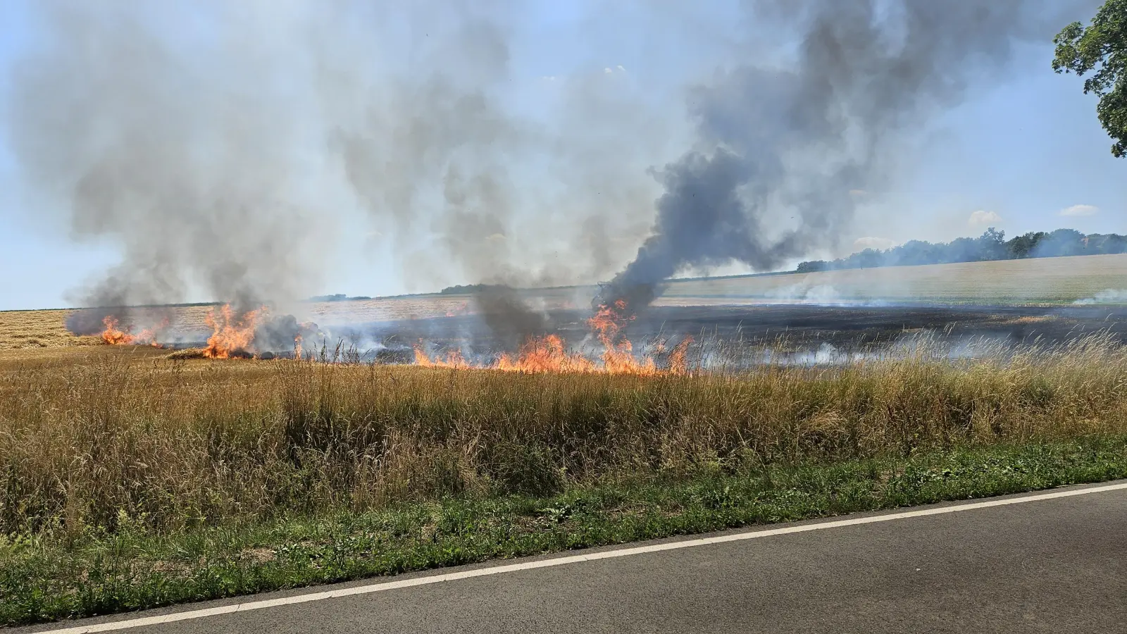 In Flammen: Ein Feld bei Auhagen. (Foto: Feuerwehr)