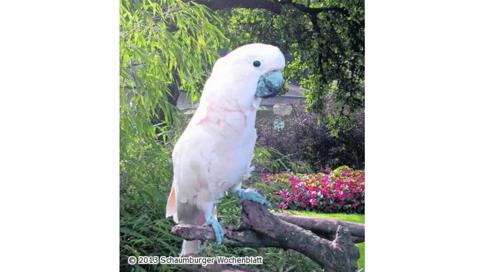 Vogelschau in der Liethhalle (Foto: pp)