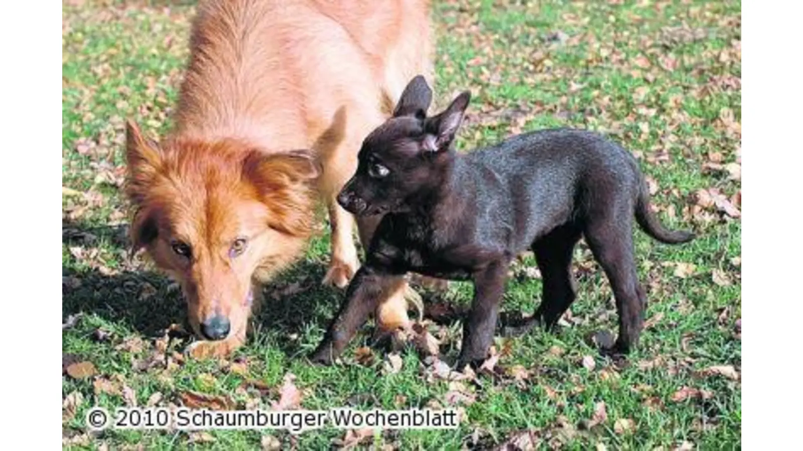 Früh übt sich einmal (Foto: red)