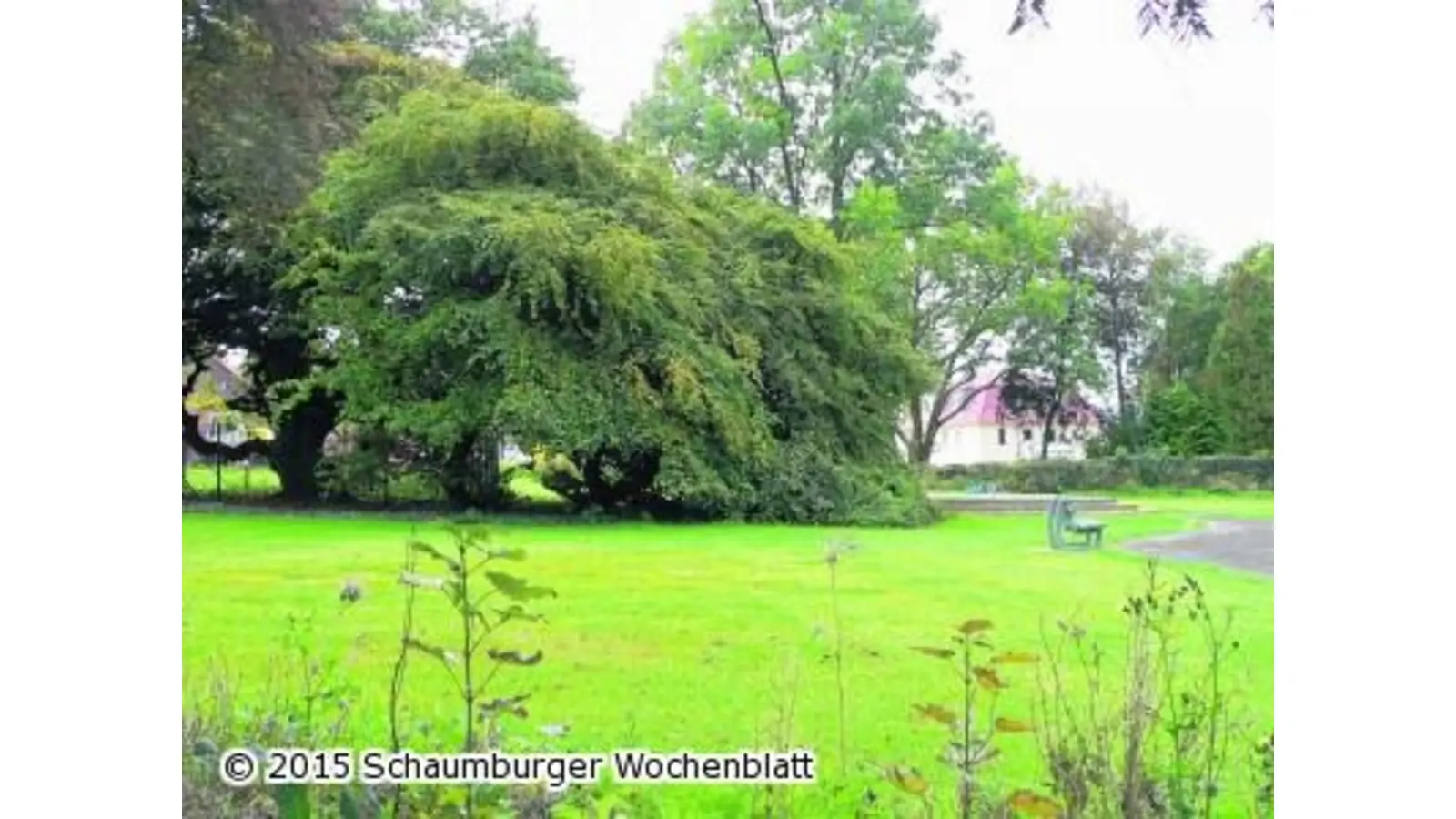 Liegen und Baum für Volkspark (Foto: al)