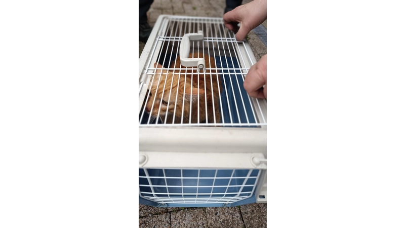 Eine vermisste Katze konnte die Feuerwehr retten. (Foto: privat)