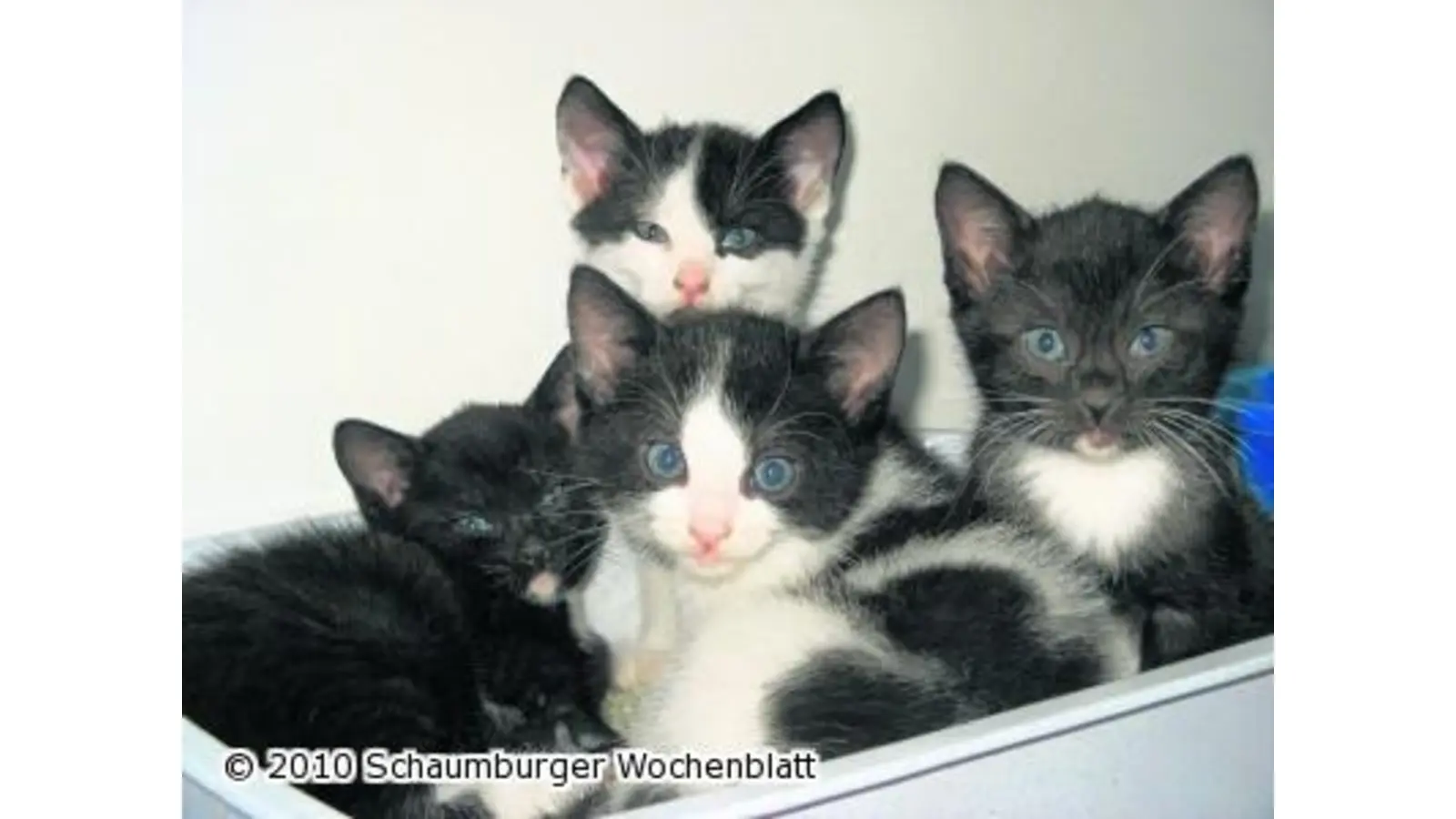 Katzenboom auch in Schaumburg (Foto: wa)