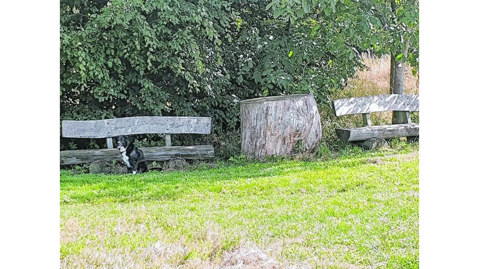 Schattiger Blick zur Windmühle (Foto: red)