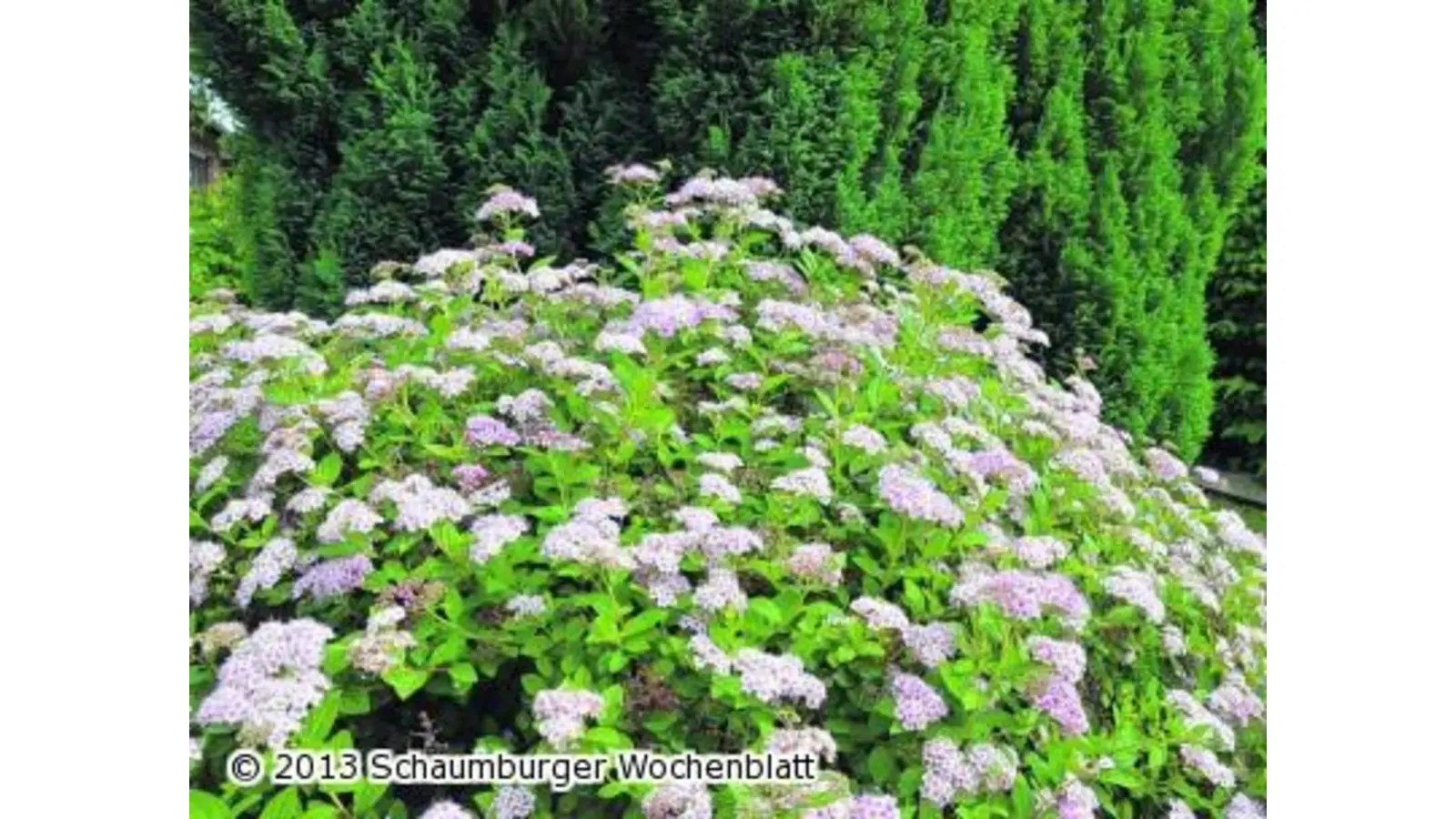 Blumenschmuckwettbewerb setzt viele farbige Akzente (Foto: bt)
