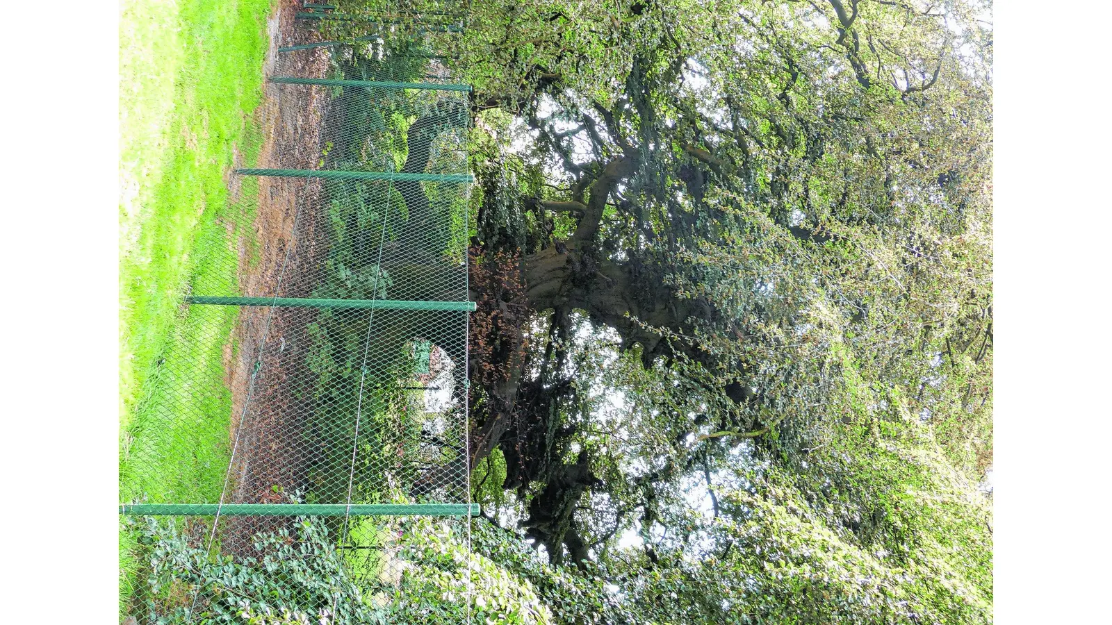 Gegen den Pilz ist auch der hohe Zaun völlig machtlos (Foto: al)