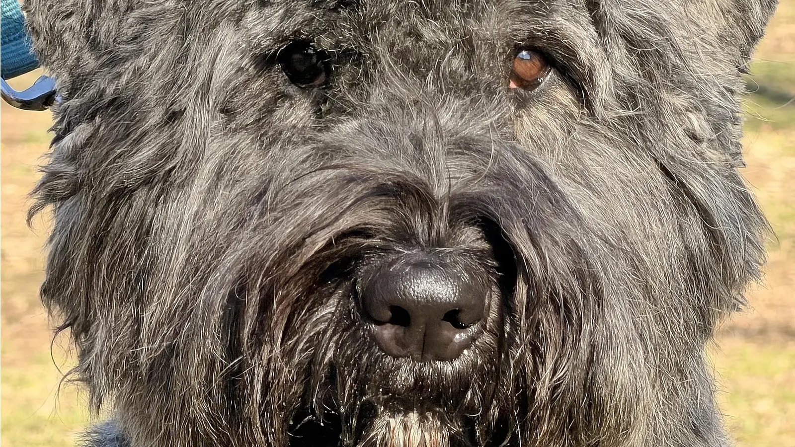 Auf die Nase kommt es an: „Emma” ist ein junger Bouvier und seine Fähigkeit zu riechen ist statistisch etwa 100 Millionen mal besser als das eines Menschen. (Foto: ste)