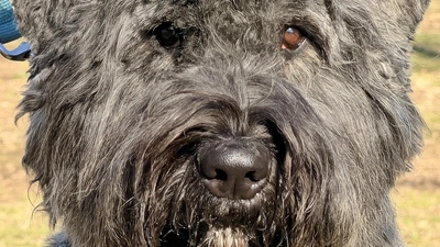 Auf die Nase kommt es an: „Emma” ist ein junger Bouvier und seine Fähigkeit zu riechen ist statistisch etwa 100 Millionen mal besser als das eines Menschen. (Foto: ste)