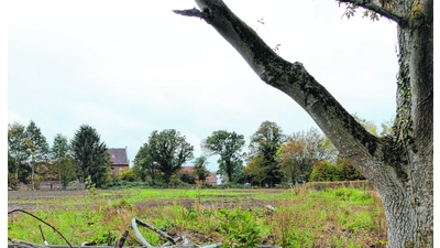 Hülsede vergrößert  sich im kleinen Meinsen (Foto: al)