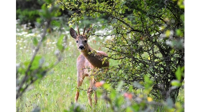 Die heimischen Wälder sind die Heimat einer großen Bandbreite verschiedener Wildtier-Arten. (Foto: pixabay hannerup)
