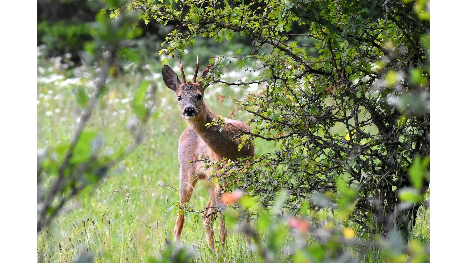 Die heimischen Wälder sind die Heimat einer großen Bandbreite verschiedener Wildtier-Arten. (Foto: pixabay hannerup)