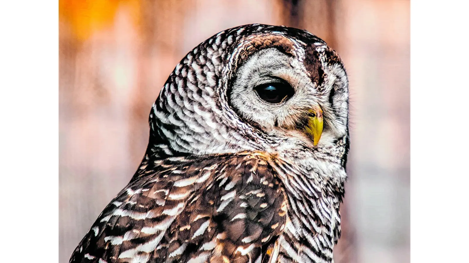 Die Tiere der Nacht erforschen (Foto: red)