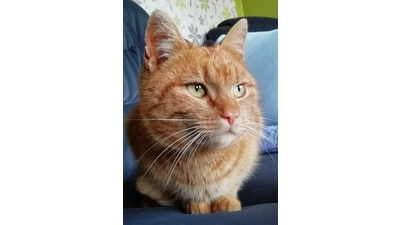 Das ist das Gewinnerfoto. (Foto: Montis Mitbewohner)