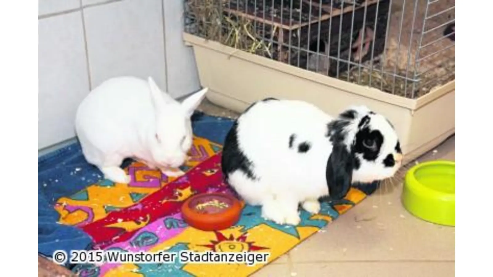 Zwei Zwergkaninchen abzugeben (Foto: gi)