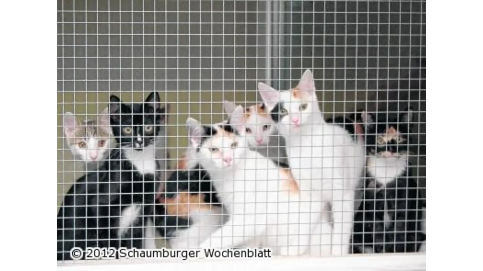 Grüne für Katzenschutzverordnung (Foto: red)
