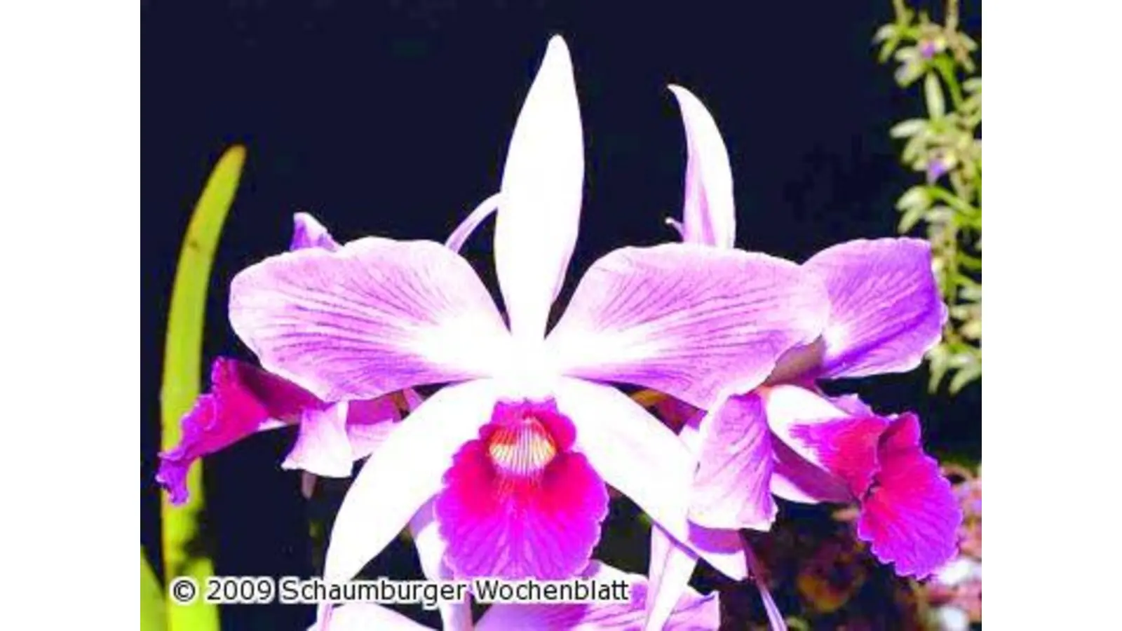 Kurort im Orchideen-Fieber (Foto: red)