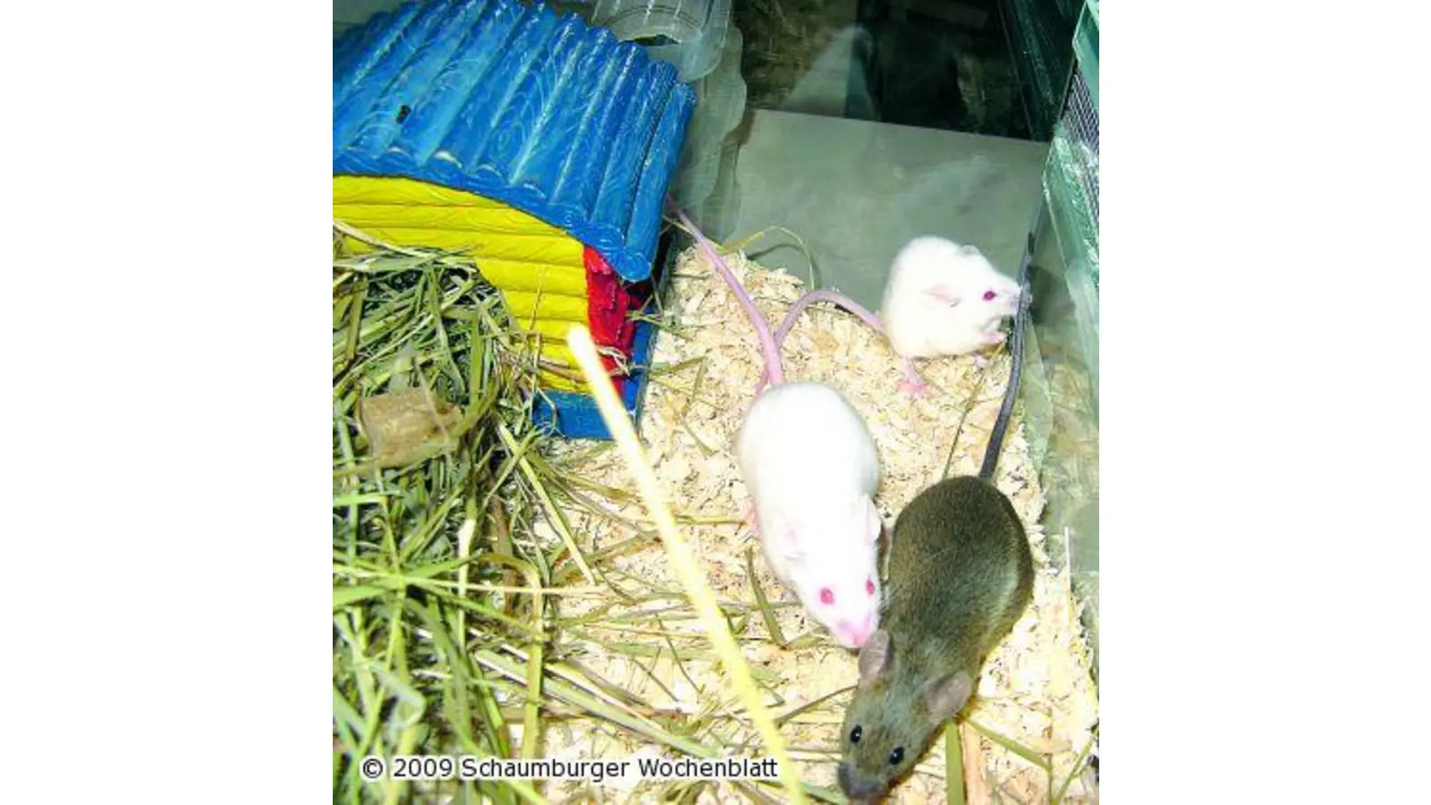Mäusetrio ausgesetzt (Foto: pd)
