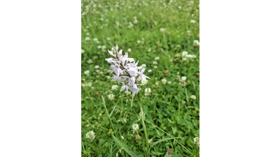 Im Schlossgarten wächst das geschützte gefleckte Knabenkraut, es soll umgesiedelt werden.  (Foto: Stadt Stadthagen )