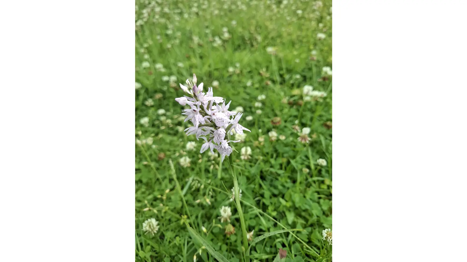 Im Schlossgarten wächst das geschützte gefleckte Knabenkraut, es soll umgesiedelt werden.  (Foto: Stadt Stadthagen )