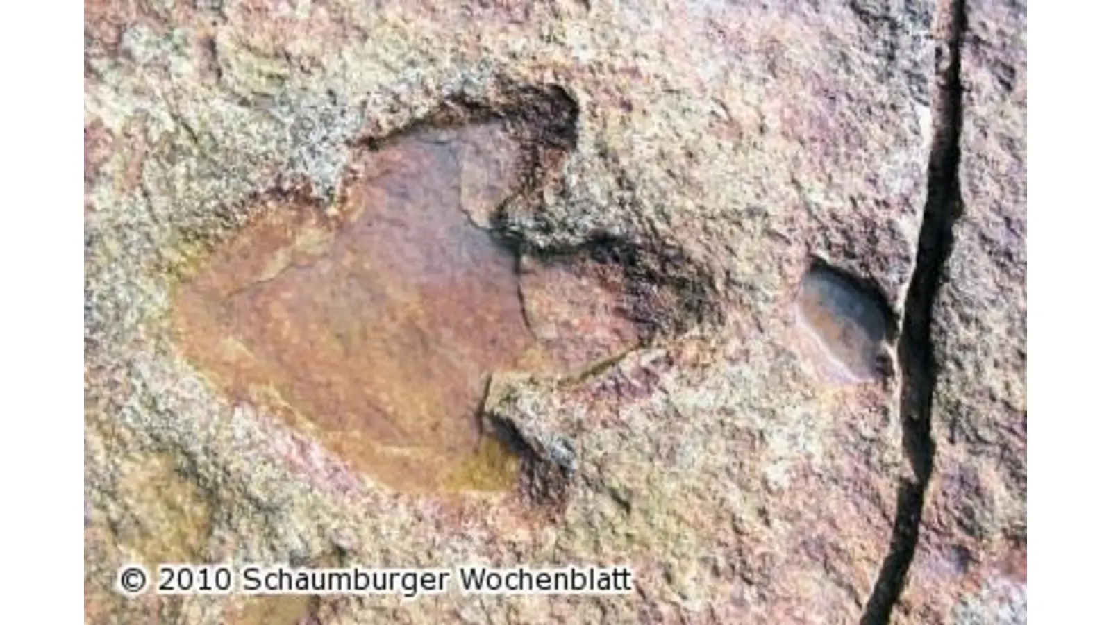 Plattenputzer weihen Dino-Spuren ein (Foto: wa)