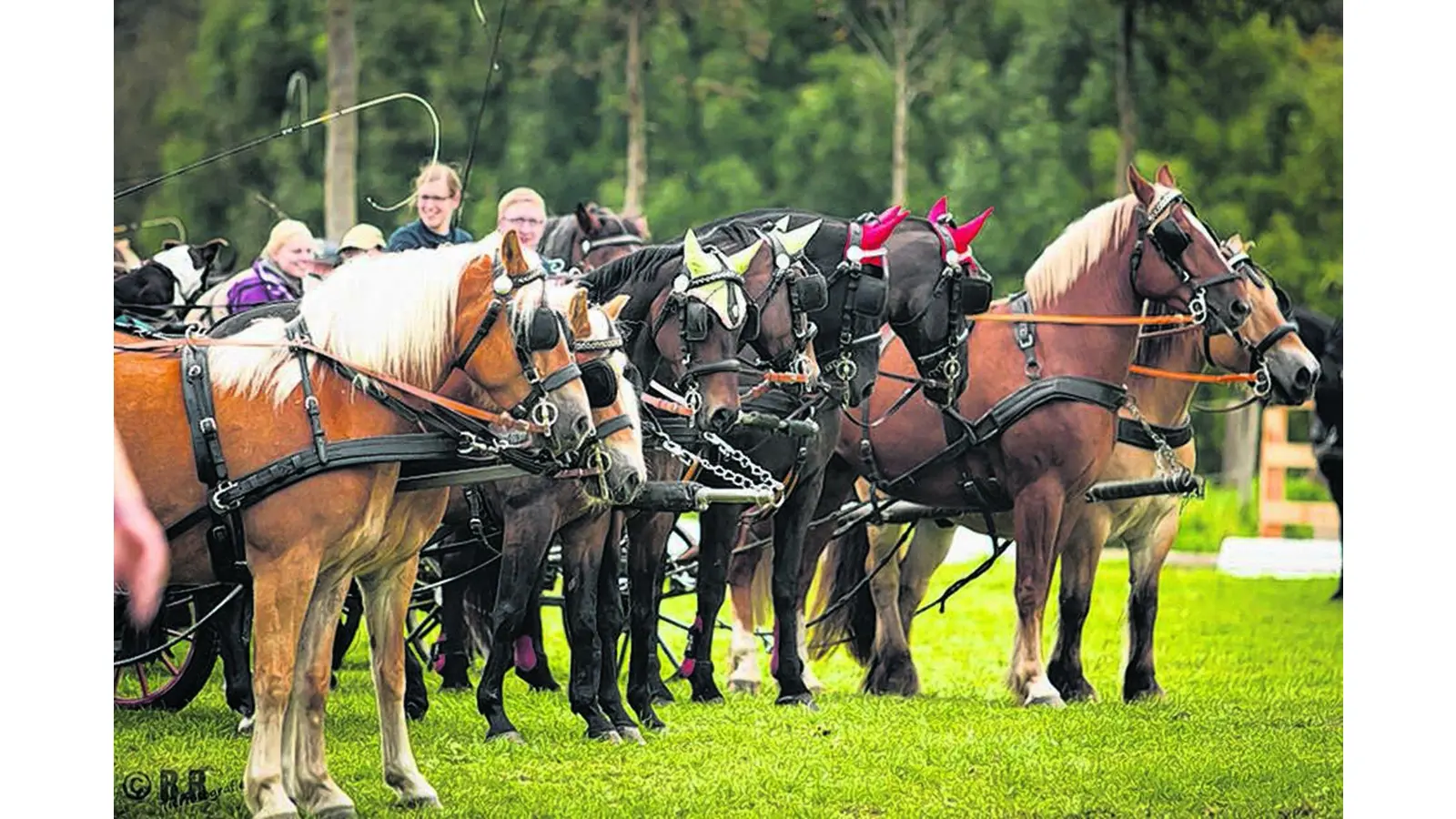 Toller Fahrsport an zwei Tagen (Foto: mk)