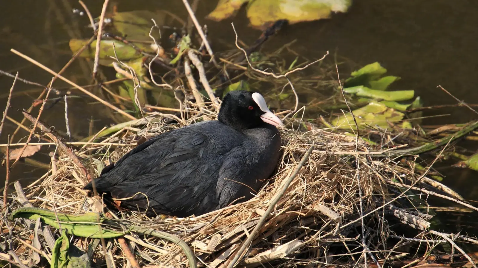 Symbolbild (Foto: pixabay)