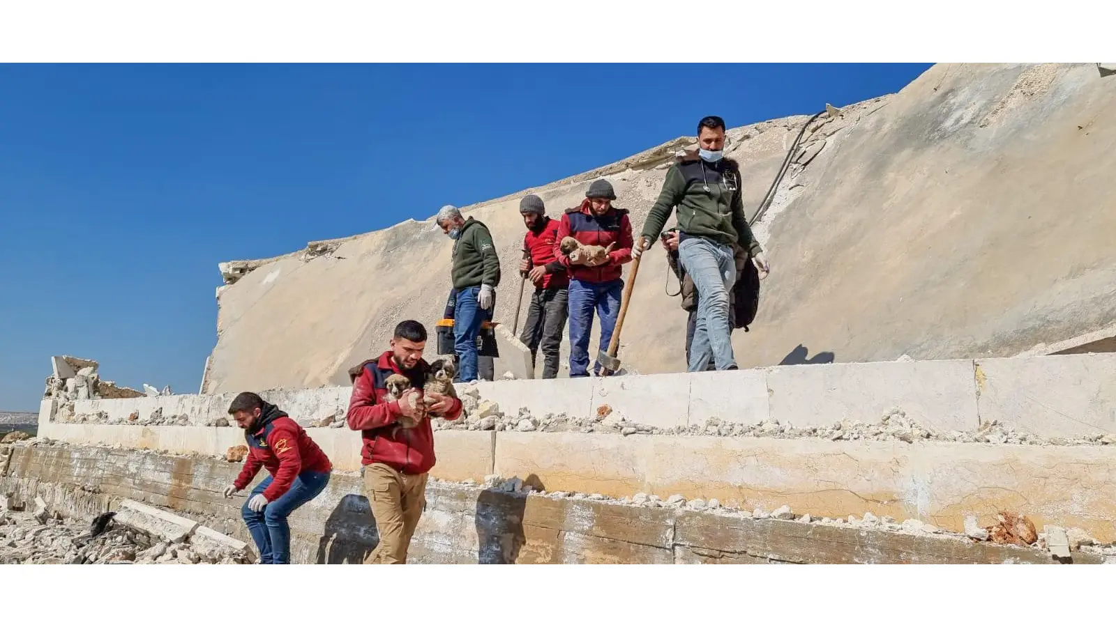 Wie man betroffenen Tieren helfen kann. (Foto: House Of Cats Ernesto)