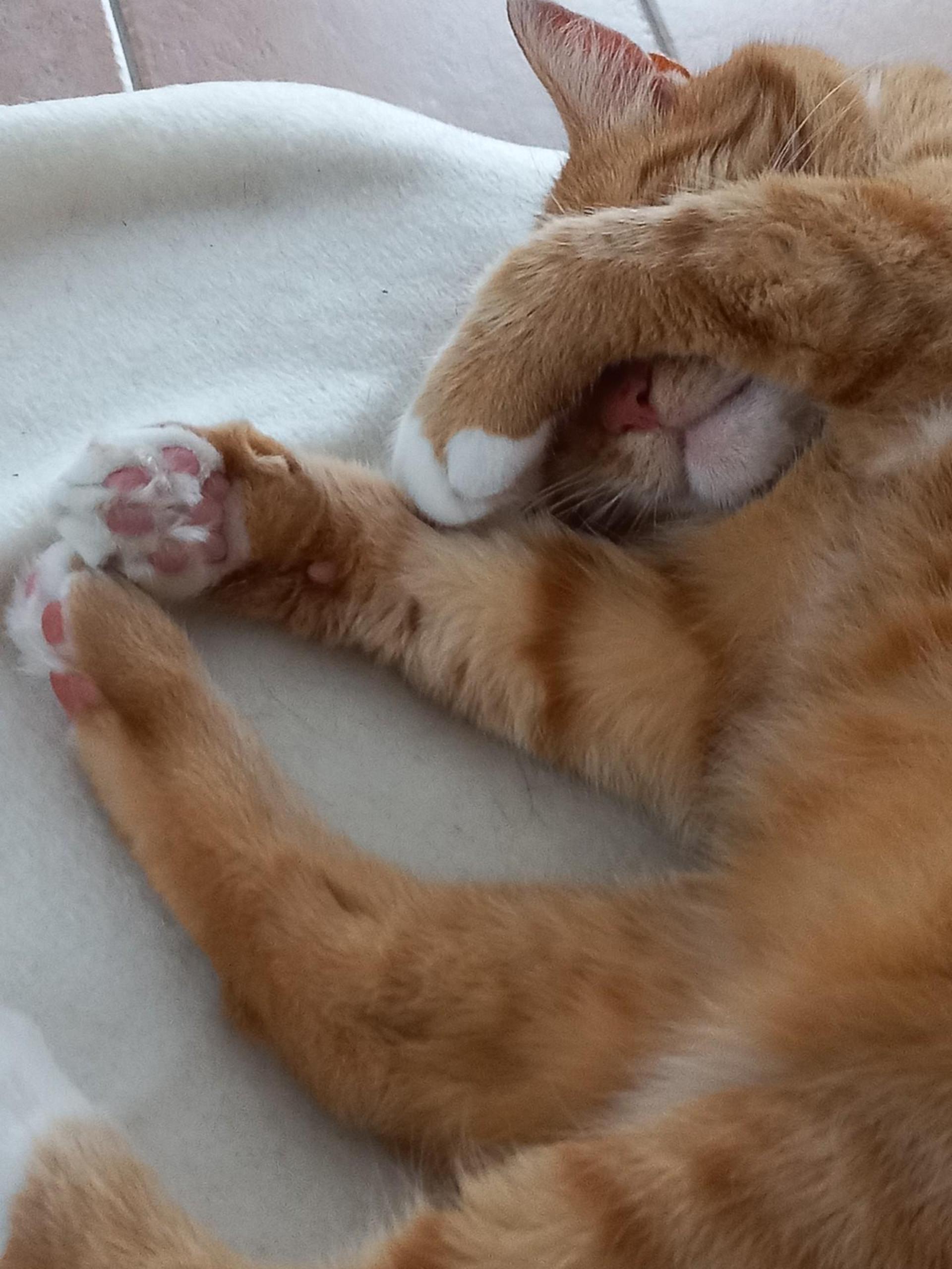 Katzen Top Ten - nicht nach der Platzierung sortiert. (Foto: *privat)
