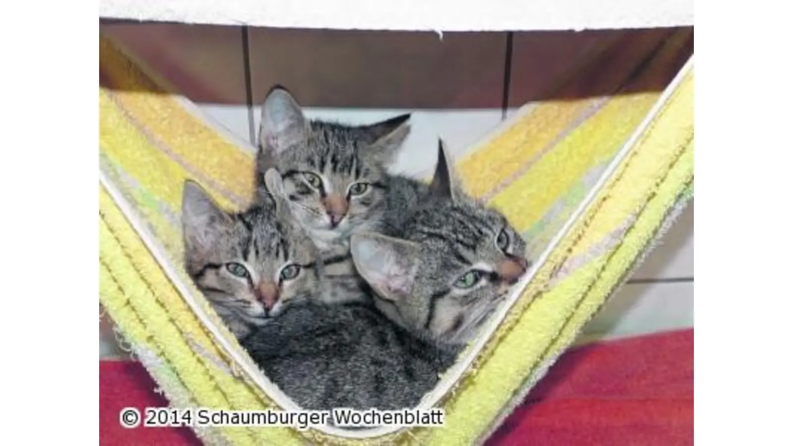 Der Arbeitsdruck lässt keine andere Wahl zu (Foto: pd)