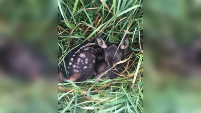 Die Kitze liegen still im hohen Gras und warten auf die Rückkehr ihrer Mutter. (Foto: privat)