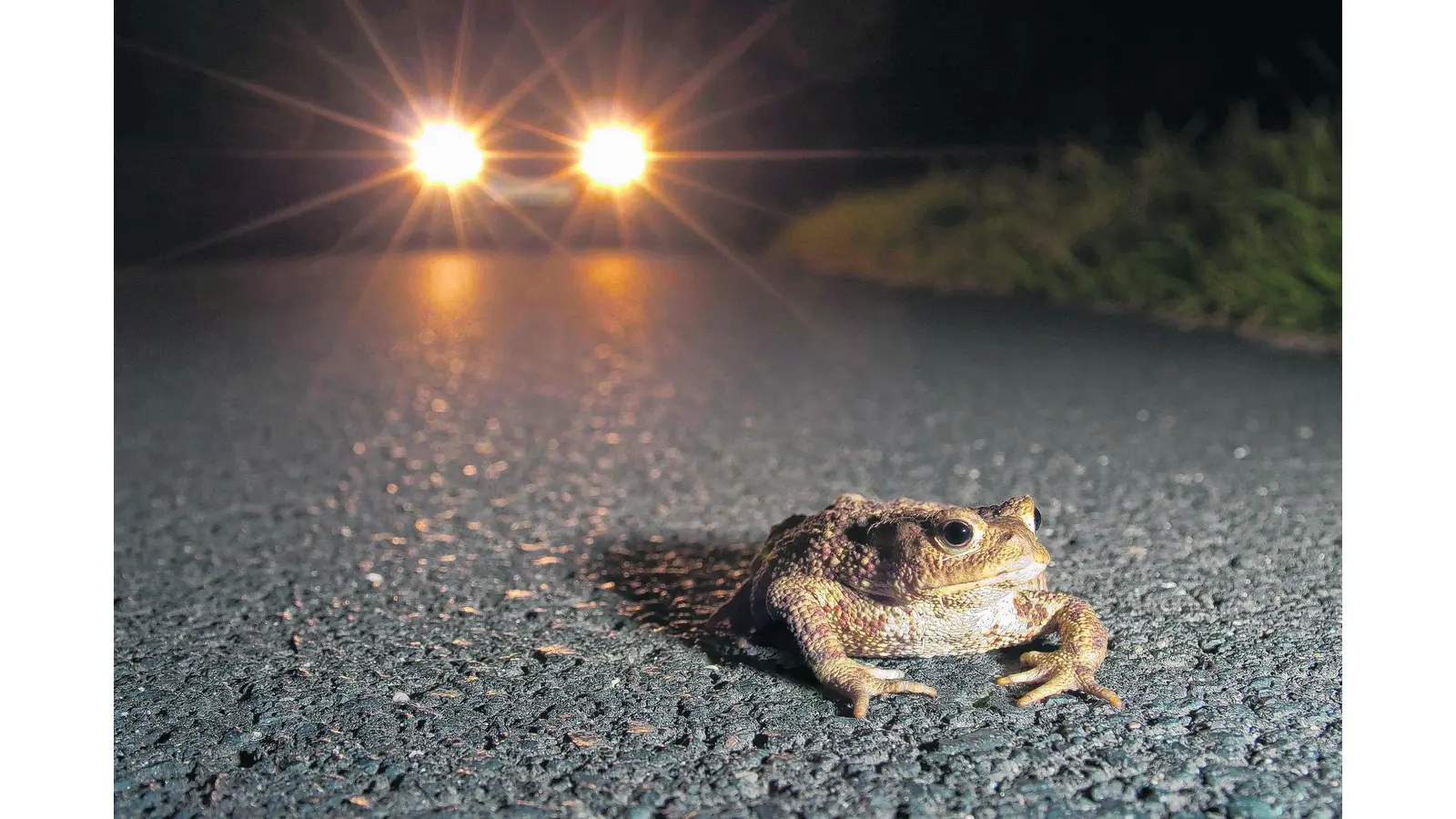 Amphibien stehen wieder unter großen Druck (Foto: tr)