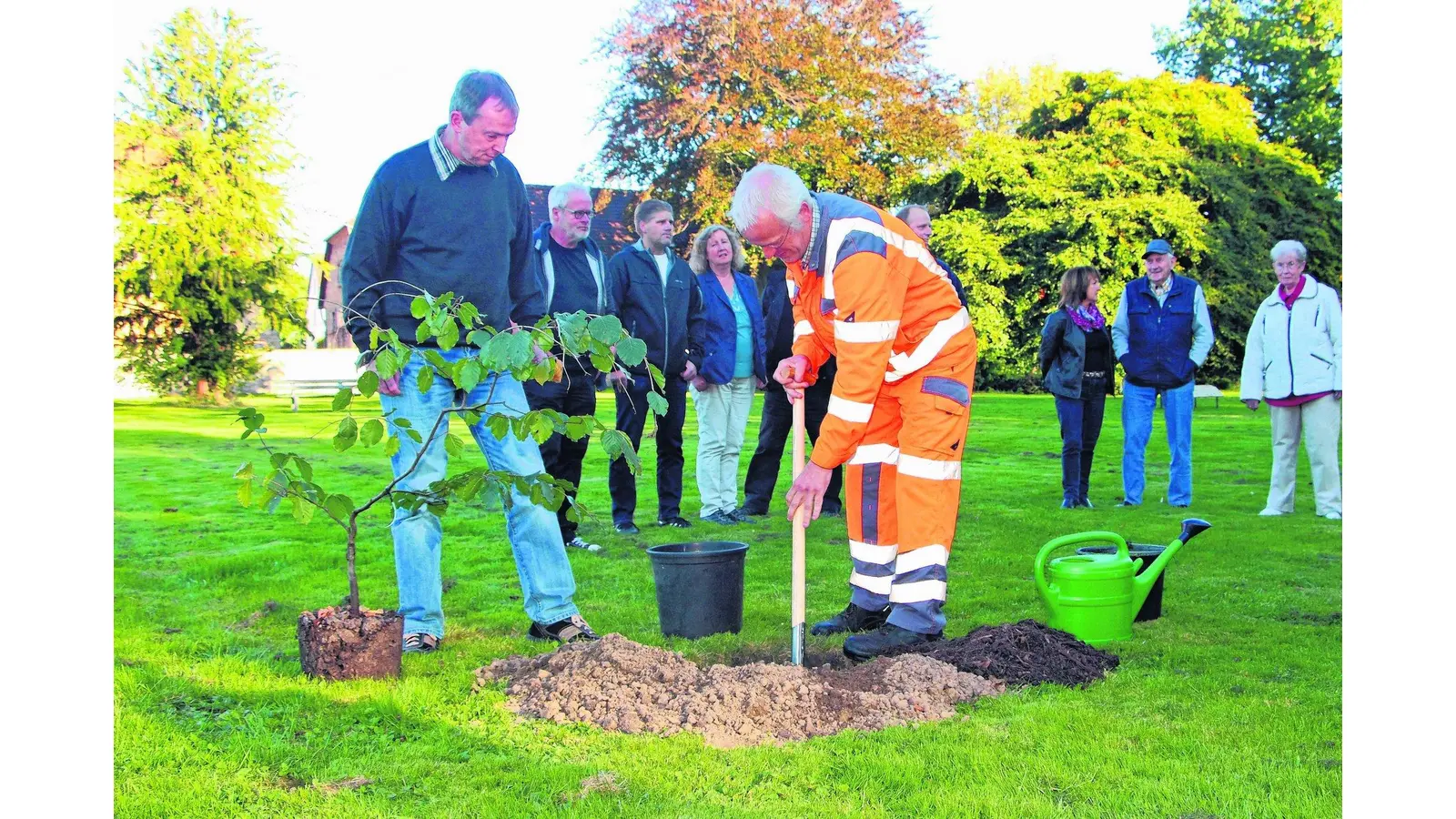 Junge Süntelbuche zieht jetzt in den Volkspark ein (Foto: jl)