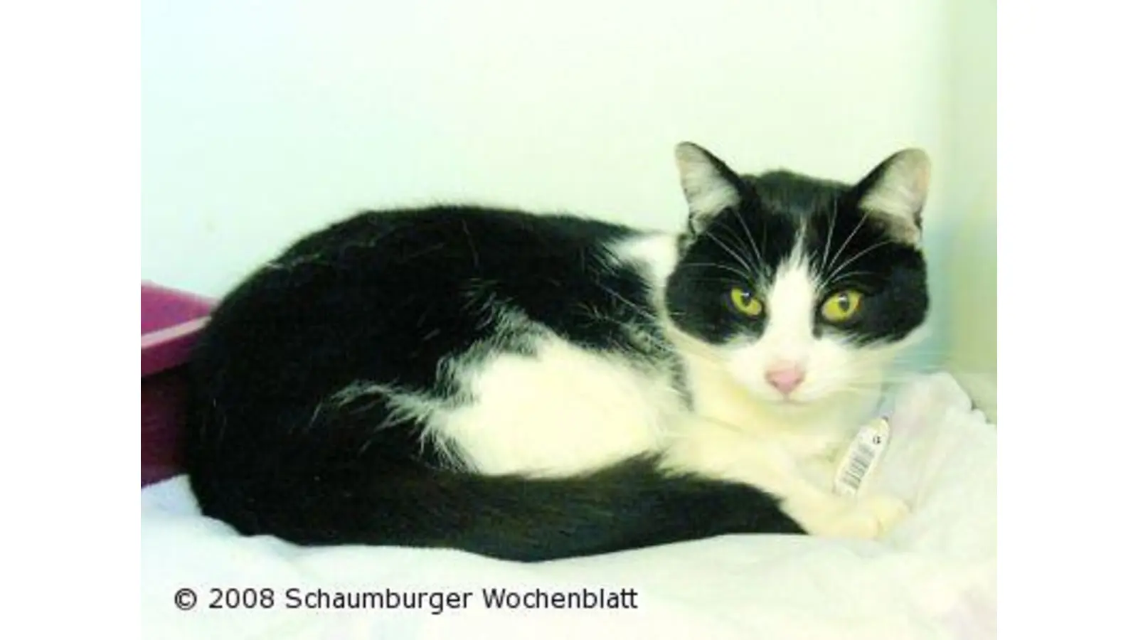 Kater aus Keller gerettet (Foto: hb)