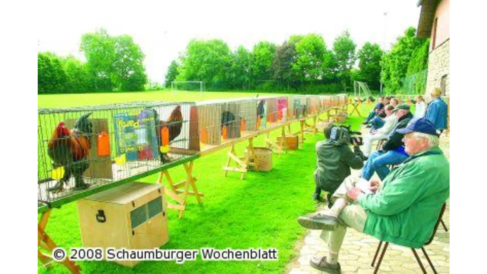 Sieben Rassehähne kriegen ihren Schnabel nicht auf (Foto: bb)