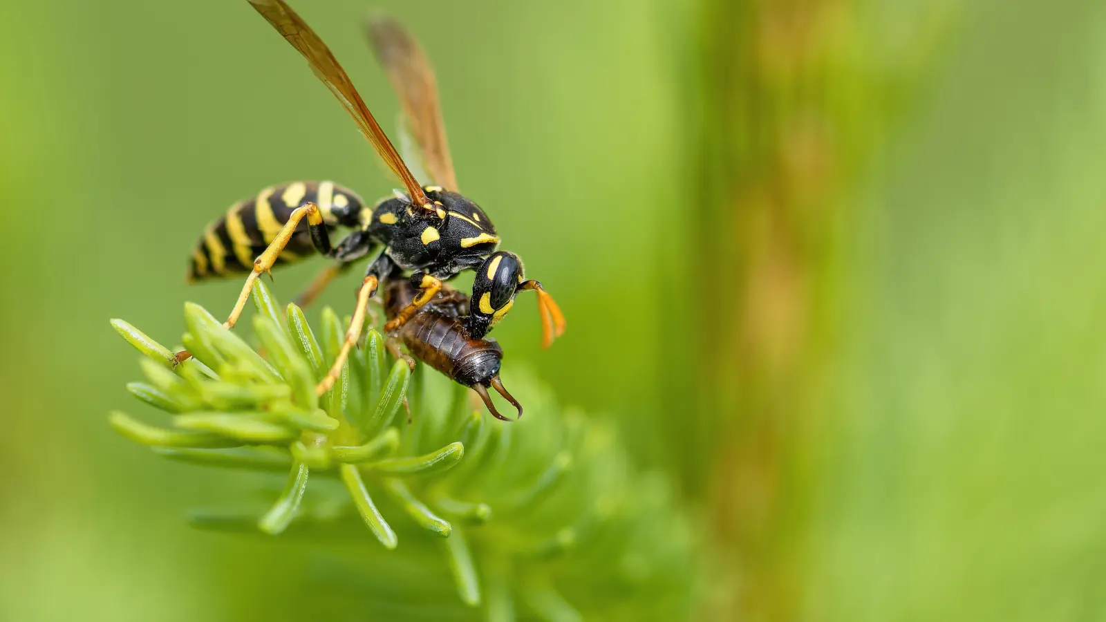 Stört die Biodiversität: Asiatische Hornisse. (Foto: pixabay)