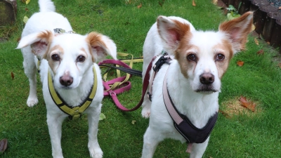 Die Hündinnen „Maddy“ und „Apple“ (v.li.) tragen selbstverständlich die derzeit gültige grüne Steuermarke.  (Foto: gi)