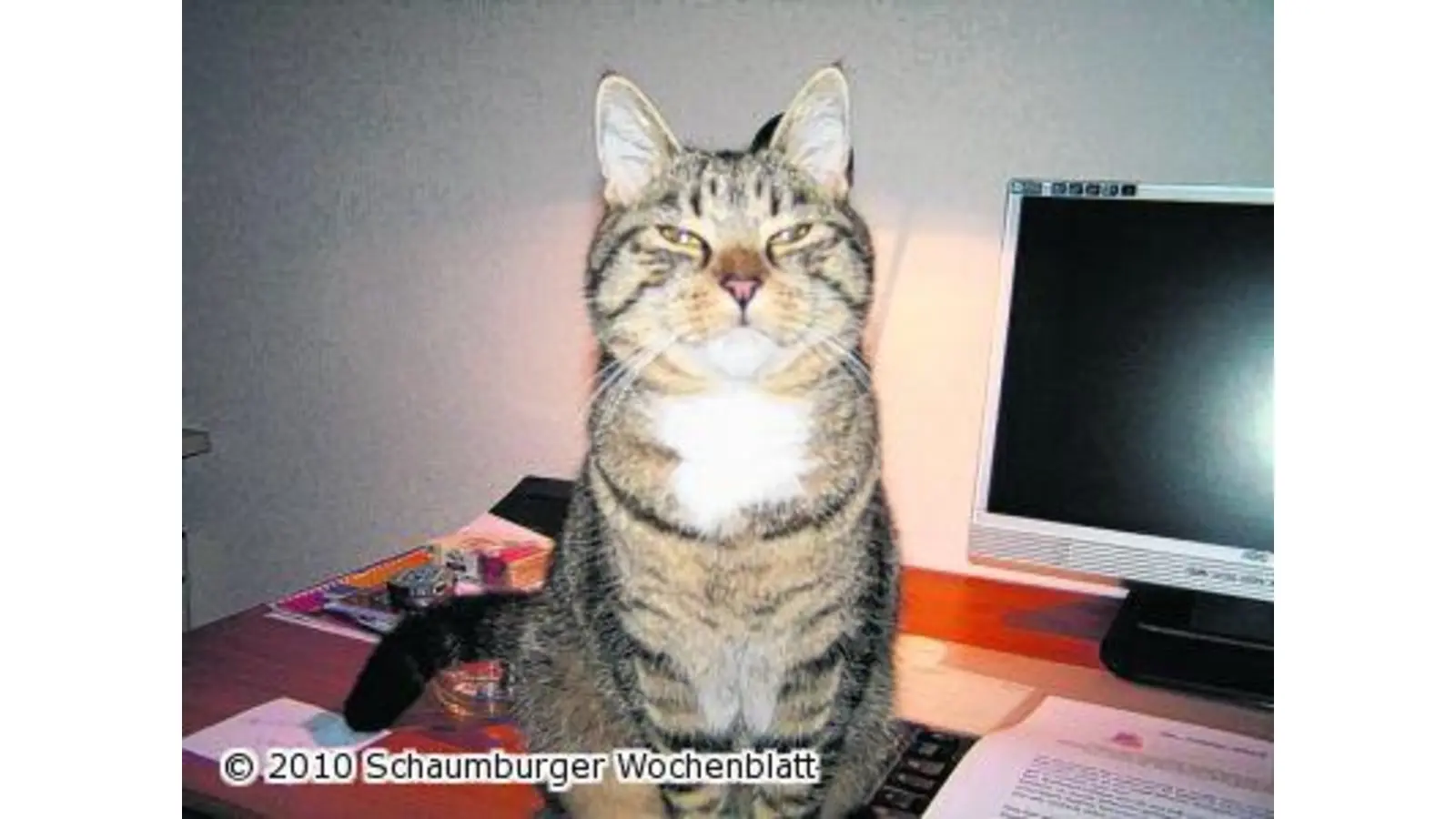 Kater vermisst (Foto: mk)