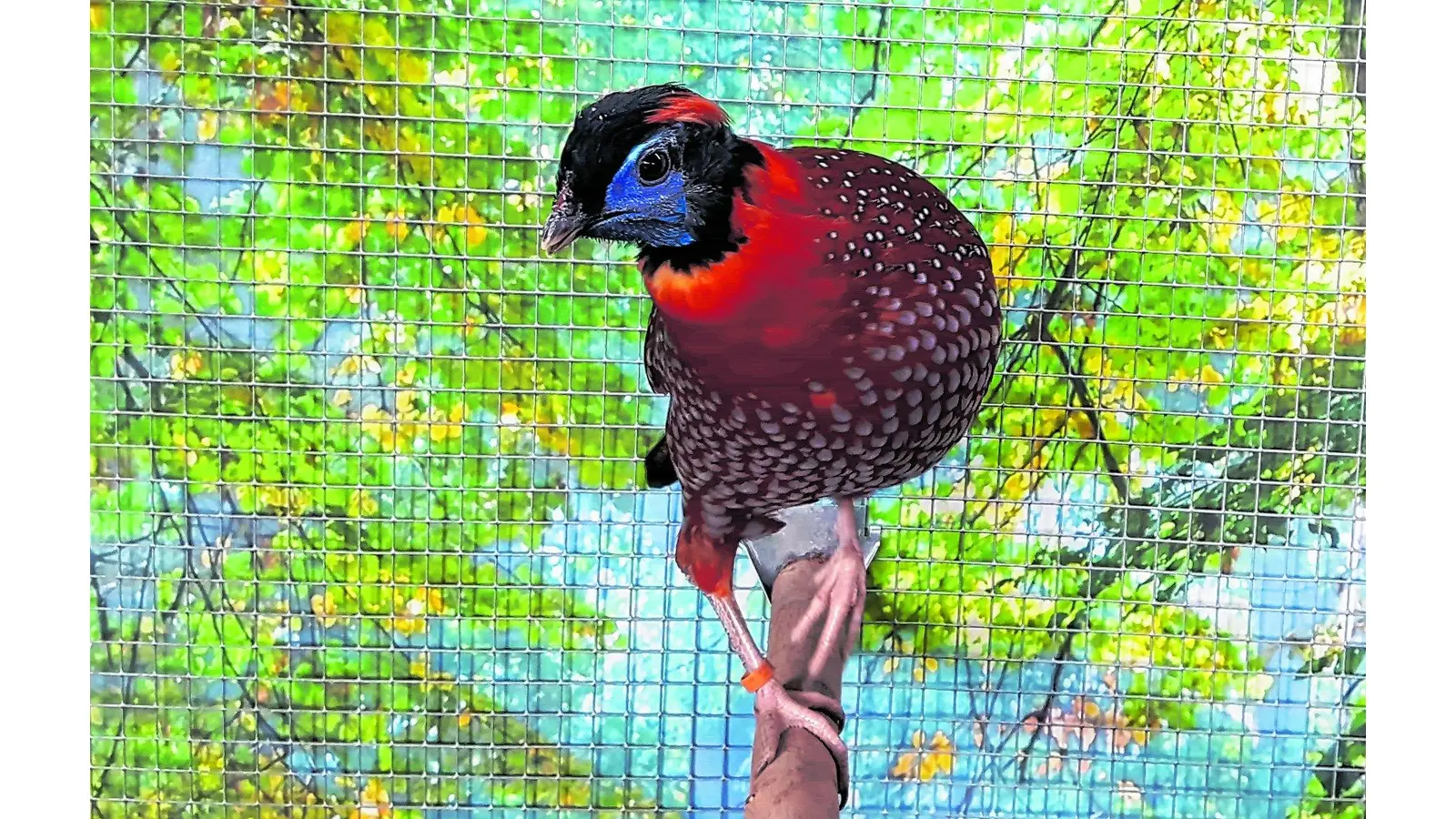 Vogelschau in der Mehrzweckhalle (Foto: red)