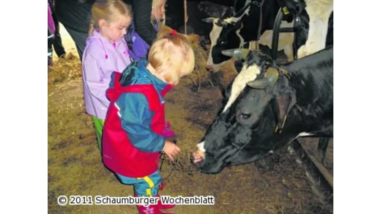 Mit Kälbchen Auge in Auge (Foto: em)