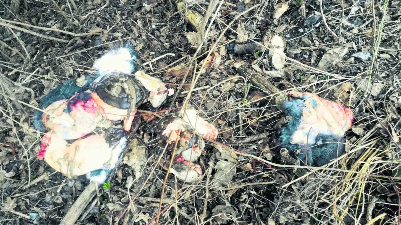 Ein Pfeil zeigt auf die vier Kadaver (Foto: red)