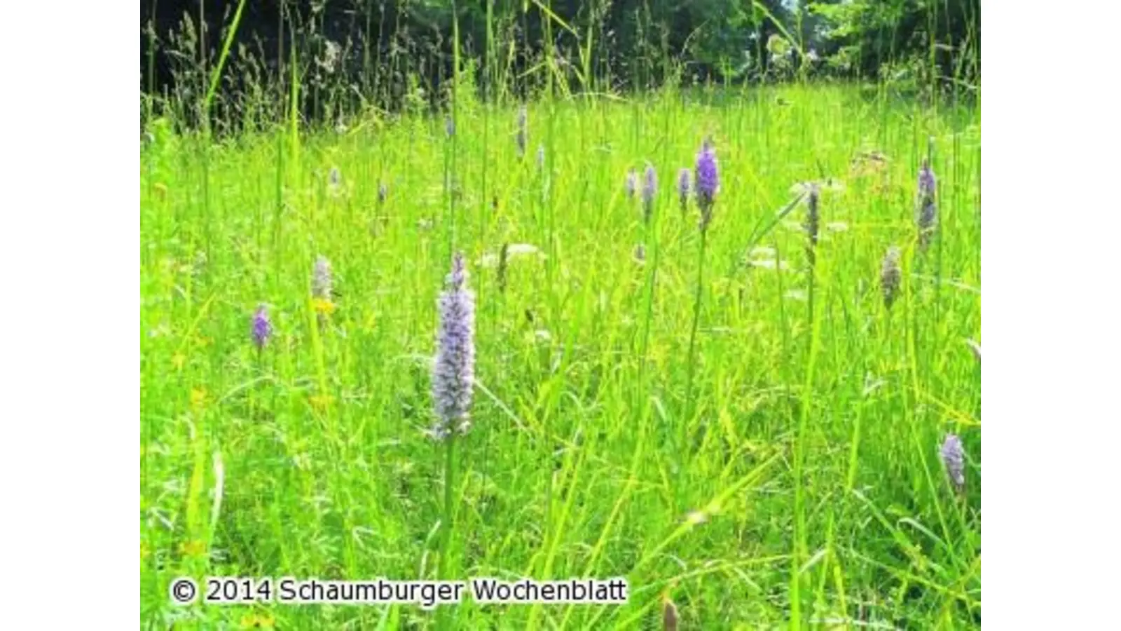 Keine Schranken für Waldwirtschaft (Foto: al)