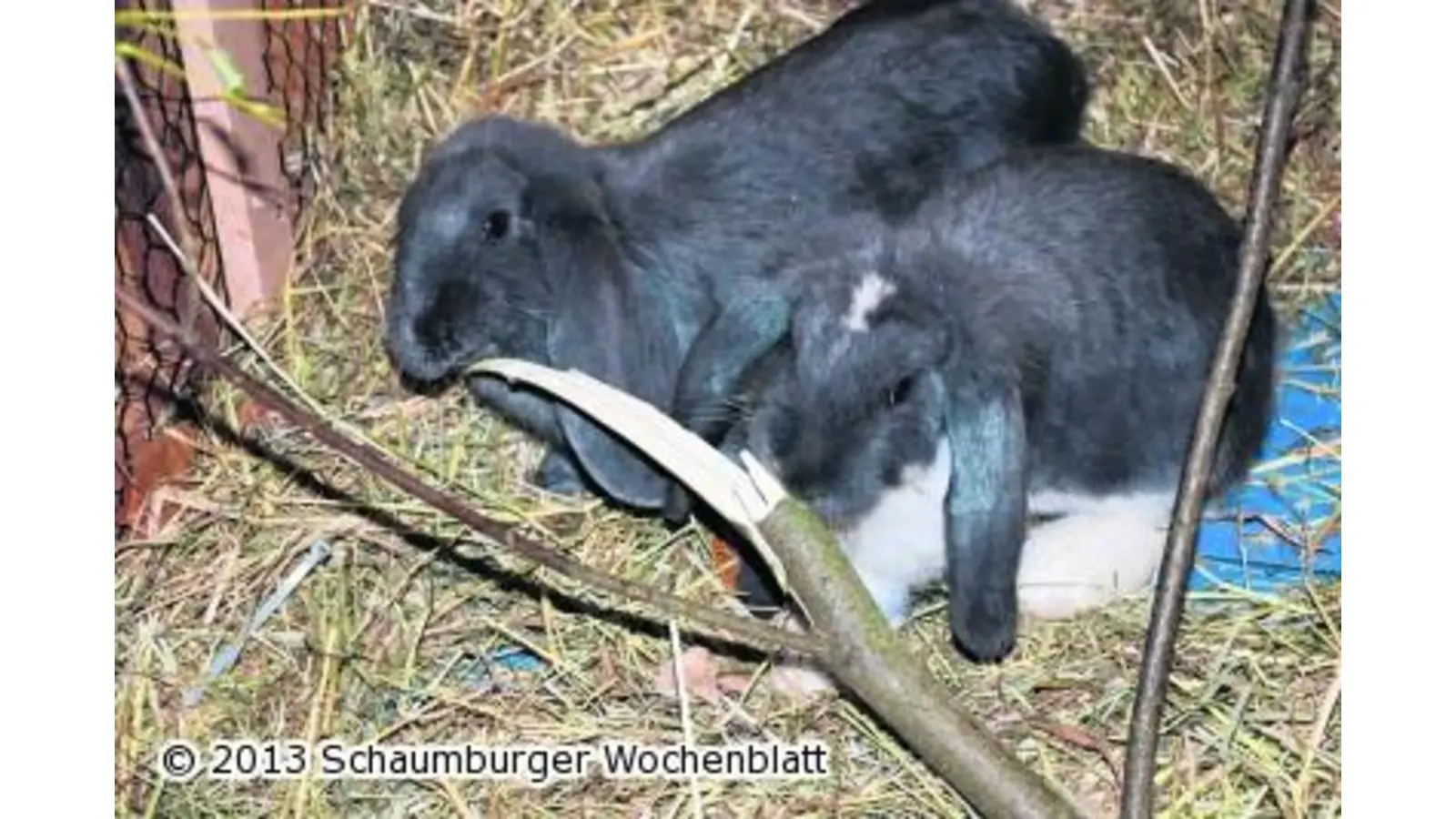 Schaumburger Rassekaninchenschau (Foto: red)