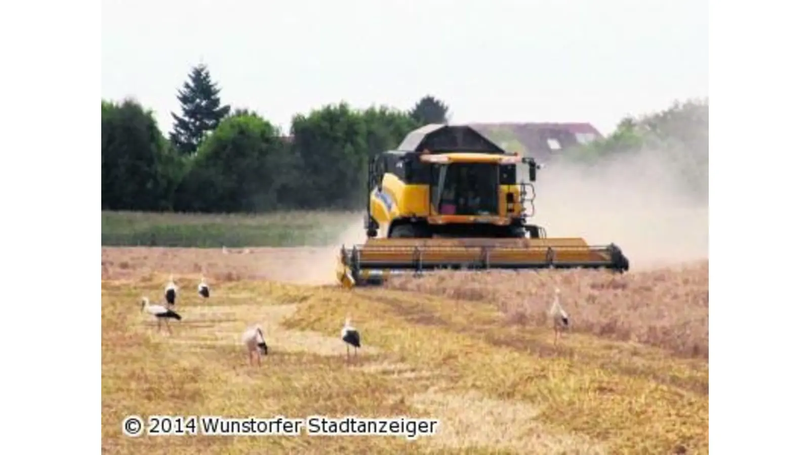 Störche sammeln sich zum Abflug (Foto: gi)