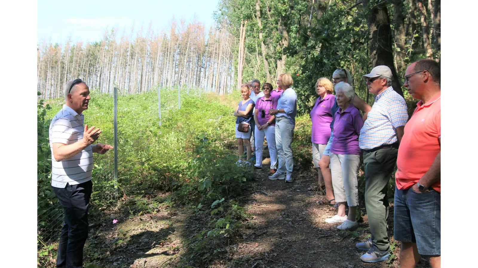 Artenreicher Mischwald wächst auf dem Rodenberg heran (Foto: red)