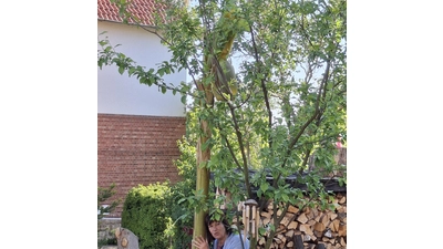 Doris Kröger lehnt am Bananenbaum, der sie weit überragt. (Foto: privat)