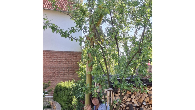 Doris Kröger lehnt am Bananenbaum, der sie weit überragt. (Foto: privat)